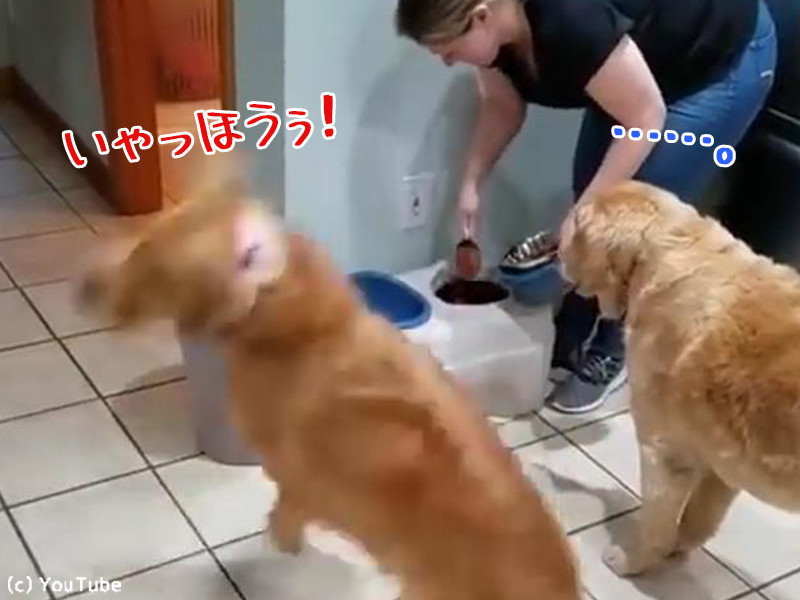 ご飯を待つとき 同じ犬種でもこんなに違う 動画 らばq ご飯を待つとき 同じ犬種でもこんなに違う 動画 らばq