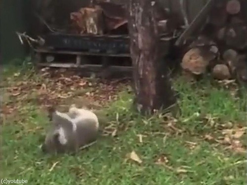 ��ʳ�����֤���󥳥���05