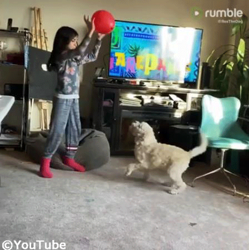 �Х롼��ͷ�Ӥ�ڤ���Ҥɤ�&�������01