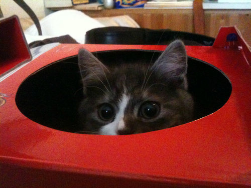 猫のために作ったもの09