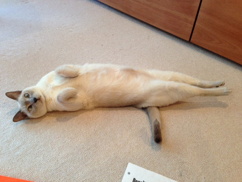 すごいポーズ02