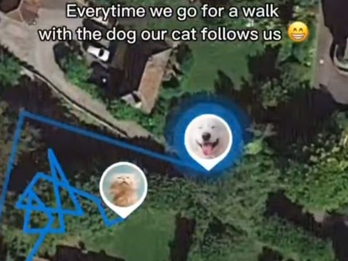猫にGPSをつけて、犬の散歩しながら確認してみた
