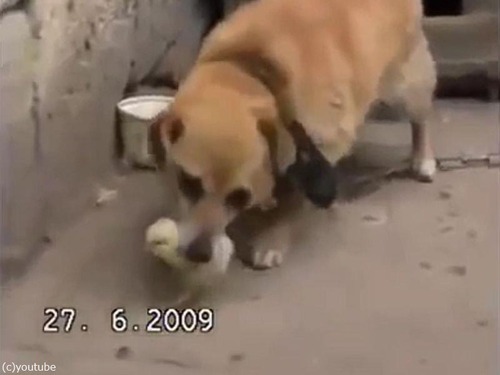 �ҥ襳���ݸ�븤02