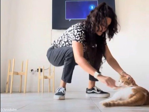 抜け毛取りを止めると怒る猫