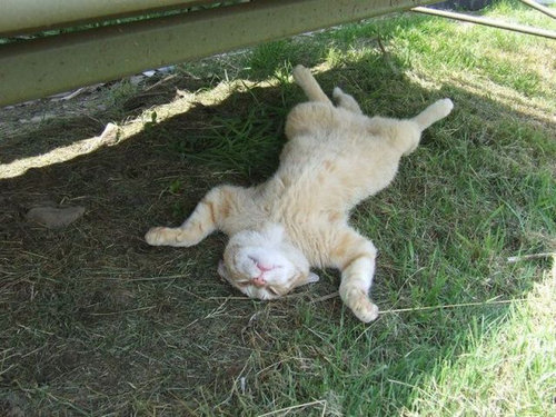 14¤¹¤ä¤¹¤ä¿²¤ëưʪ