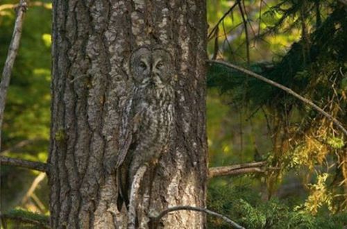 フクロウの保護色13