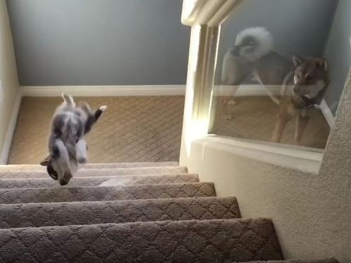 ハスキーの子犬と階段06