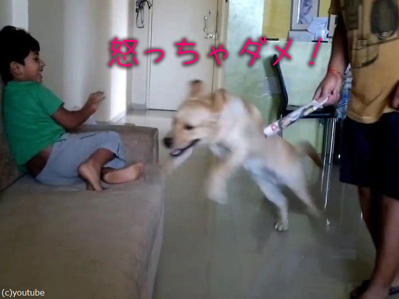 子どもを激しく叱るお父さん 犬が体を張って 怒っちゃダメ らばq