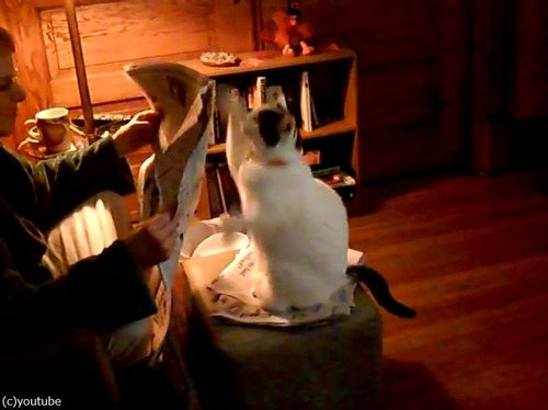 構ってニャ〜02