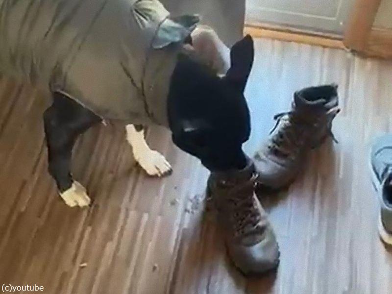 犬が何をしてるのかと思ったら 鼻を突っ込んで ブーツのにおい を嗅いでいた 動画 らばq