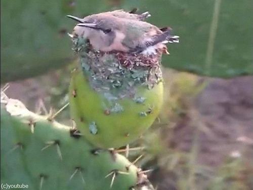 サボテンにハチドリの巣00