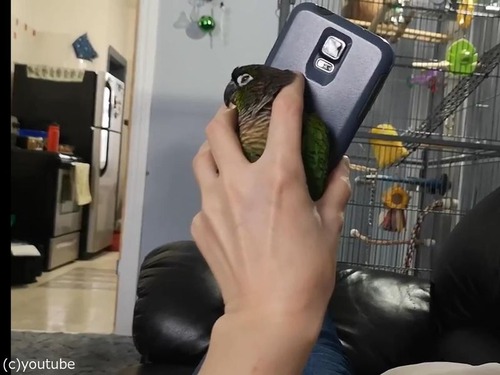 ���ޥۤȼ�δ֤����äƤ��륤��04