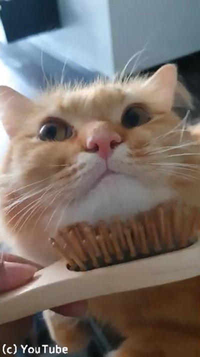 ブラシに夢中な猫、世界一幸せそう01