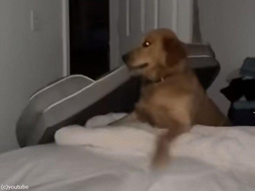 犬用ベッドを使うように言われたゴールデンレトリバーが…力技で解決する（動画）