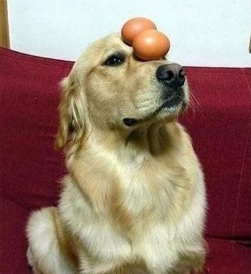 卵犬02