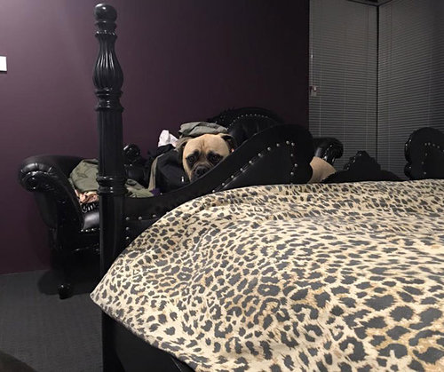 遠くからこっそり見る犬11