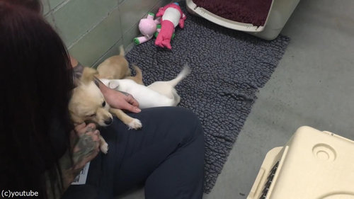 ママ犬が4匹の子犬と再会14