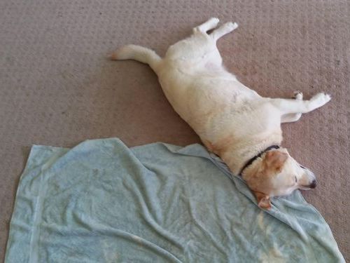 100ドルの犬用ベッド04