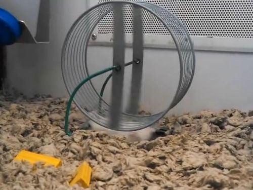 �ϥॹ�����Τ������˺�줿�ϥॹ����01