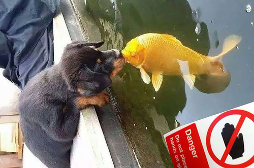 犬と魚の愛情03