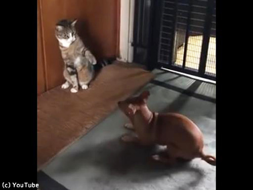 犬と猫のテンションの違い00