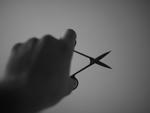 犬の整髪の意味00