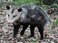 よく寝る動物03-2