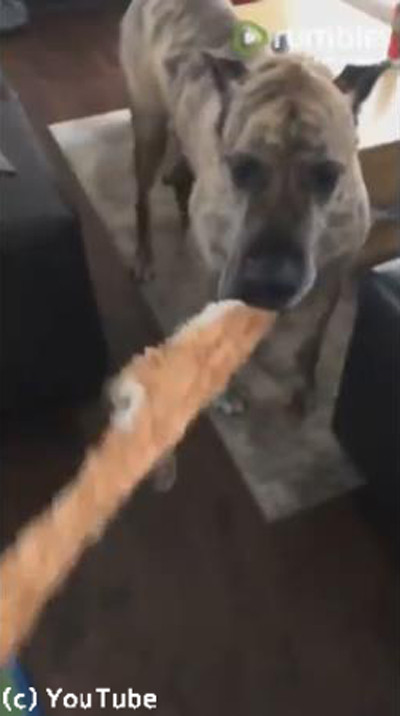 手品かな?ぬいぐるみを口の中に隠すワンちゃん04