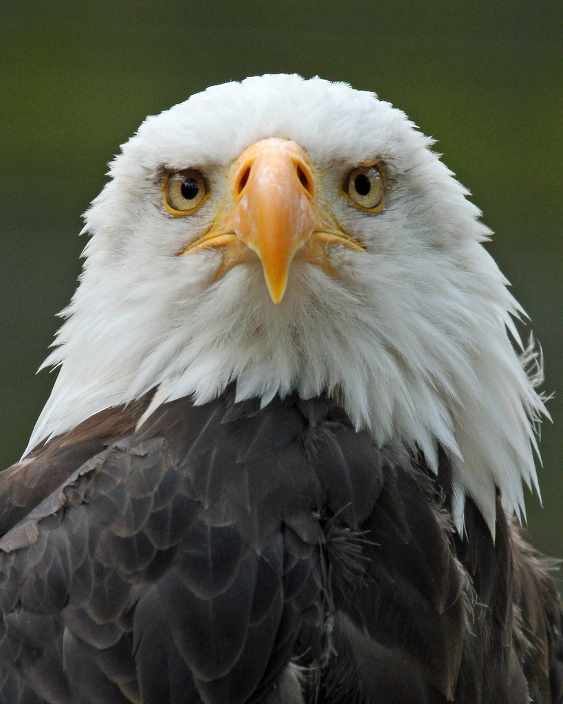 アメリカの国鳥 ハクトウワシ が横向きばかりの理由がこちら なっとく らばq