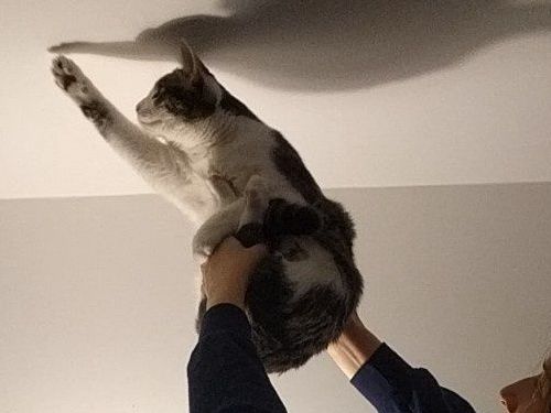 猫が獲物を捕まえられずに鳴いていたので こんな風に手伝ってあげた らばq 猫が獲物を捕まえられずに鳴いていたので こんな風に手伝ってあげた らばq