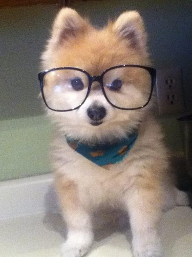 子犬に喜ぶ犬03