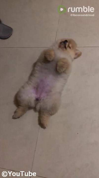 �����θ��ϻ���θ塢����ʤ�æ�Ϥ���ġ�02