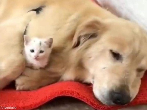 ゴールデンレトリバーが迷子の子猫を拾ってくる04
