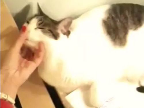猫のお鼻をタッチすると照明が光る05