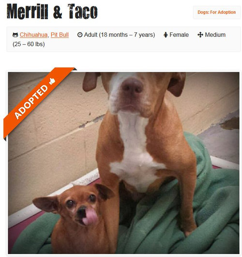 ピットブルとチワワ03