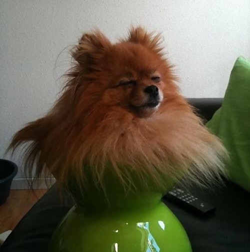 疲れ果てた犬と猫04