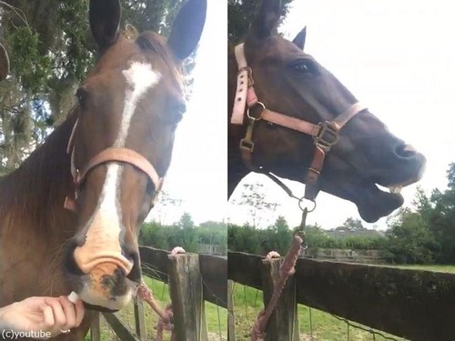 ���ƳѺ����򿩤٤���01