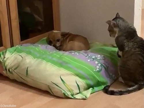 �������ɤ��ˤʤꤿ��ǭ04