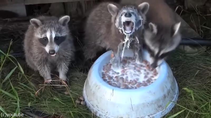 アライグマのミルクの飲み方が 予想よりはるかに豪快だった 動画 らばq