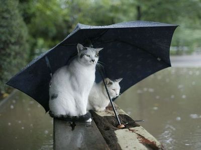 水害時にたくましく楽しむ人々10