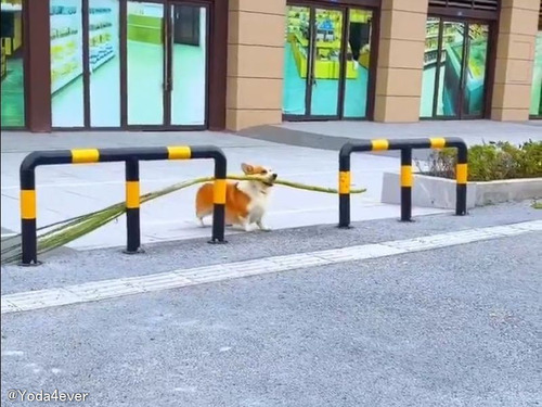 「なんて賢い犬だ…」長い枝をくわえて障害物を通れないコーギーが知恵を使う
