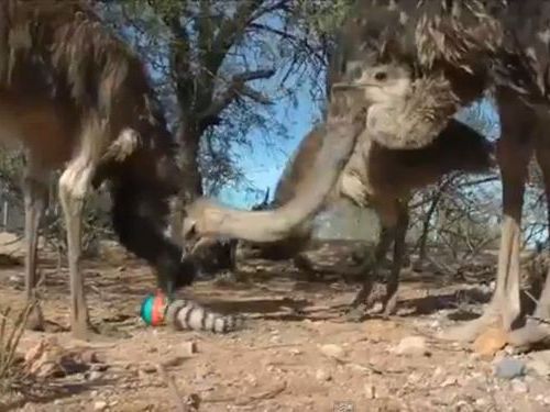 おもちゃとダチョウ01