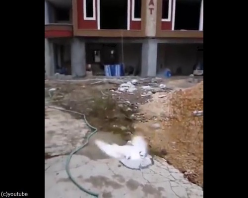 �ϥȤο���ǽ��04