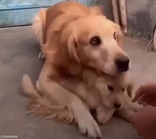 ̼��Ů������ѥѸ�01