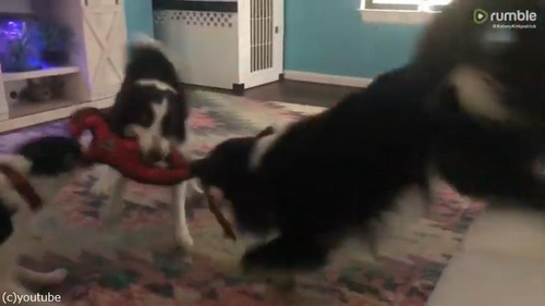 ����������礦3ɤ�Υ��꡼���ʤ󤫷ݽ�Ū01