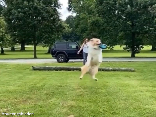 「犬は2種類のタイプに分かれる…」フリスビーをキャッチするとき編