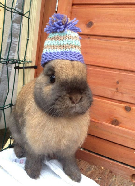 10˹�Ҥ򤫤֤�Ʊγ����