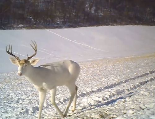 鹿が驚いた理由01
