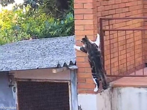 足場のない壁の向こう側へ渡る猫