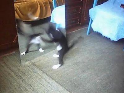 不思議な踊り猫